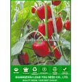 JSP21 Blush Hybrid vegetable seeds for F1 Red Capsicum seeds, red bell pepper seeds, red sweet pepper seeds